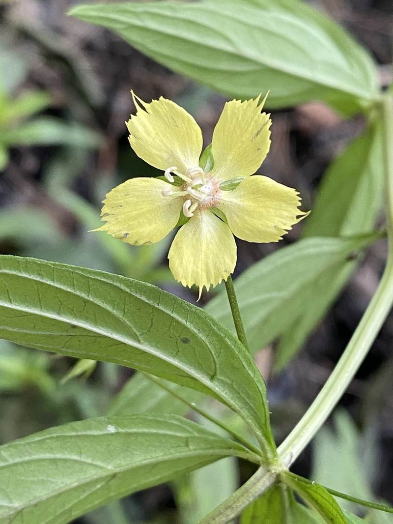 Lowland Yellow Loosestrife photo 2