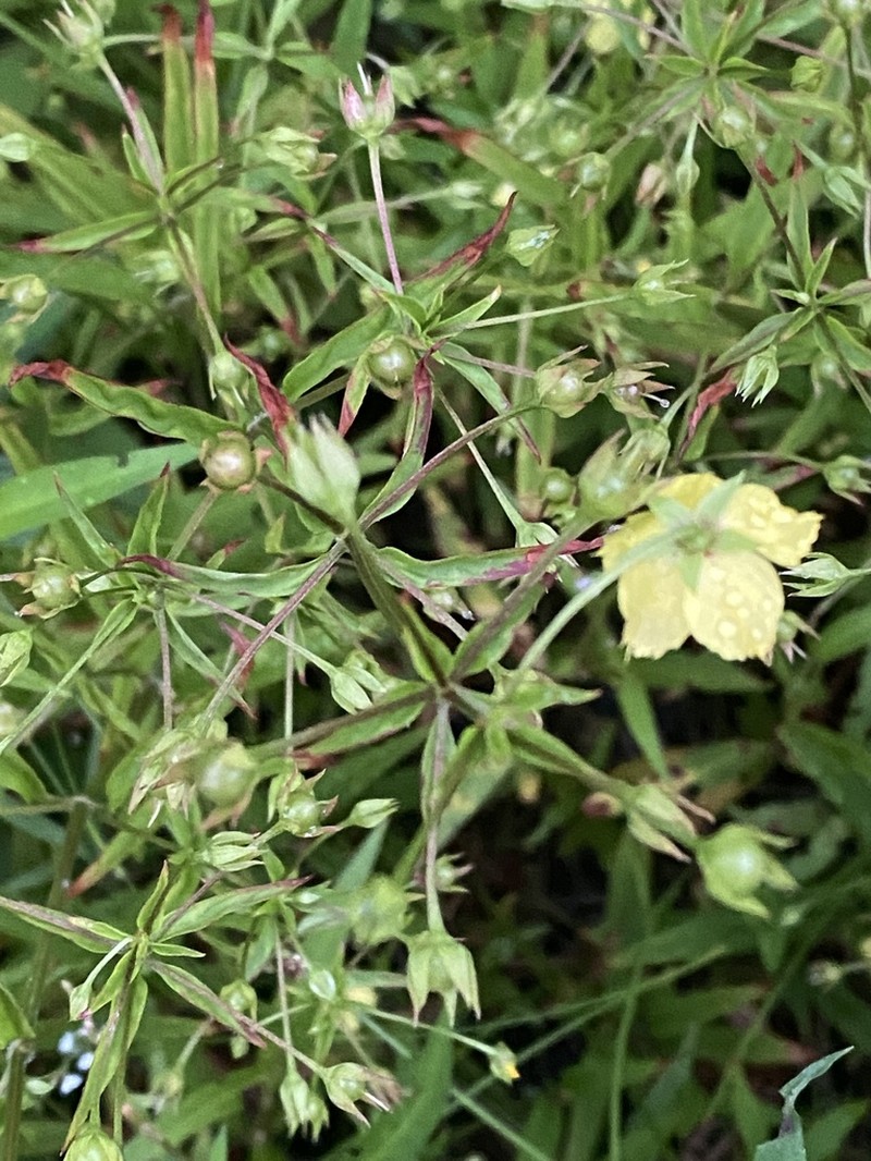 Lowland Yellow Loosestrife photo 3