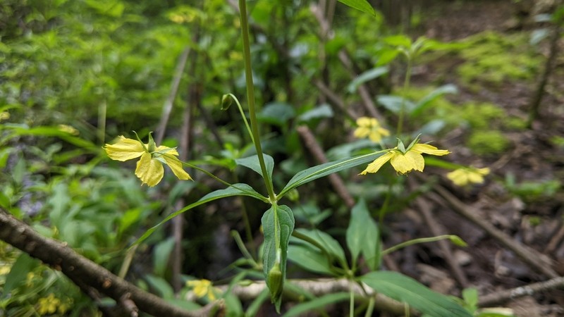 Lowland Yellow Loosestrife photo 4
