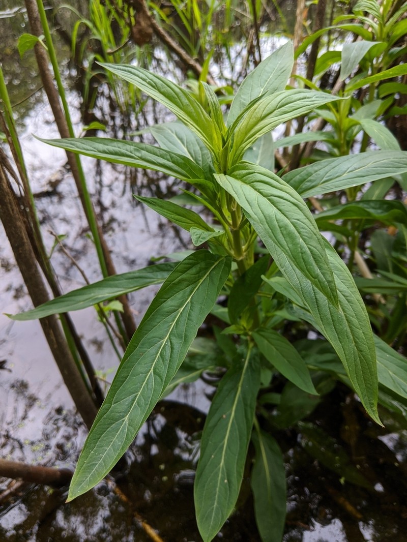 Lowland Yellow Loosestrife photo 5