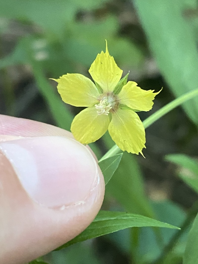 Lowland Yellow Loosestrife photo 6