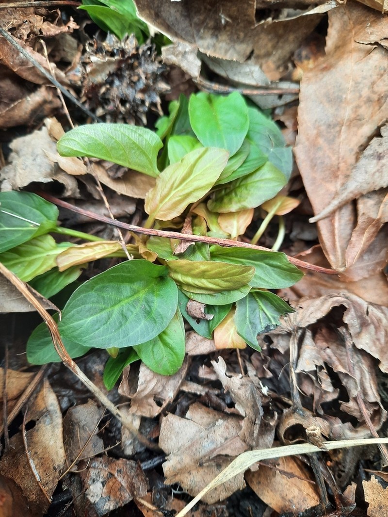 Lowland Yellow Loosestrife photo 8