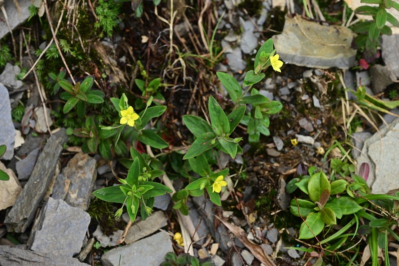 Lysimachia hypericoides