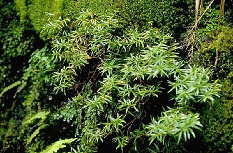 Wailua River Yellow Loosestrife