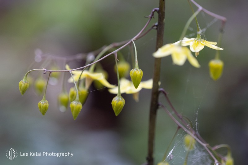 Lysimachia insignis