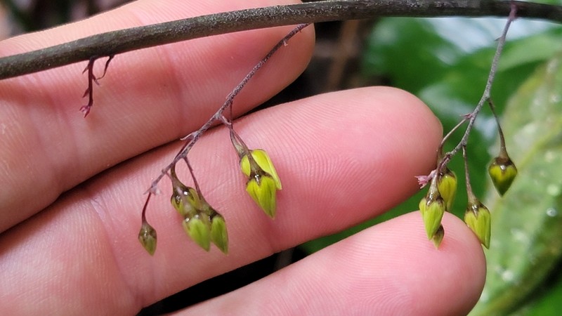 Lysimachia insignis photo 2