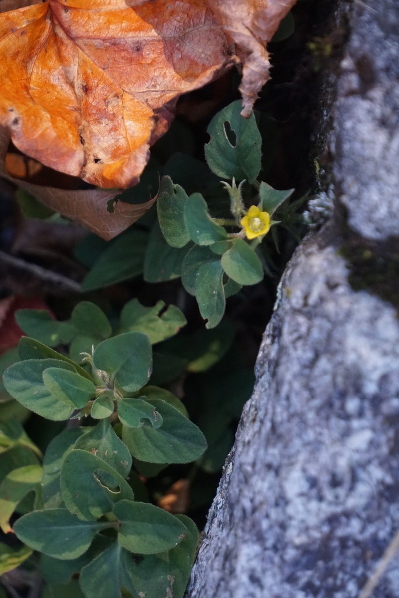 Japanese Yellow Loosestrife