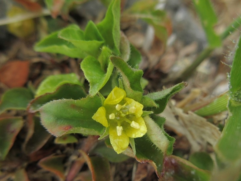 Japanese Yellow Loosestrife photo 3