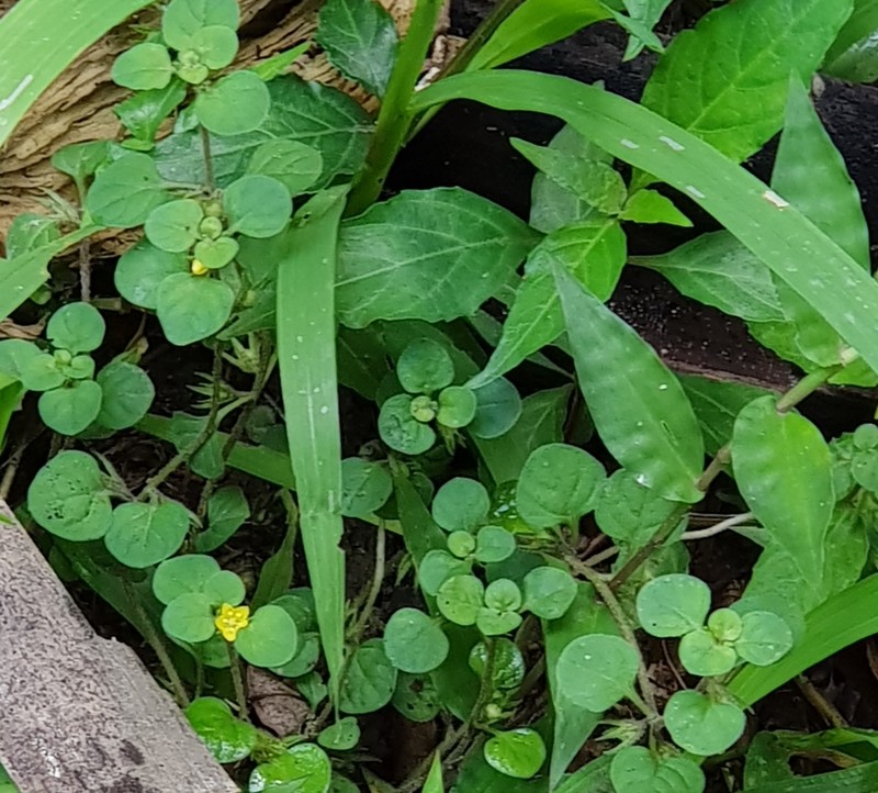 Japanese Yellow Loosestrife photo 6