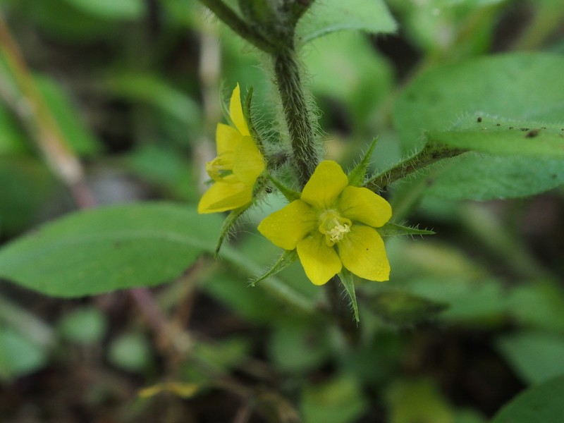 Japanese Yellow Loosestrife photo 7