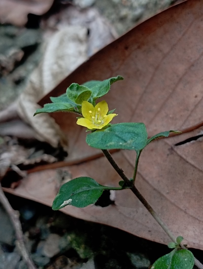 Japanese Yellow Loosestrife photo 8