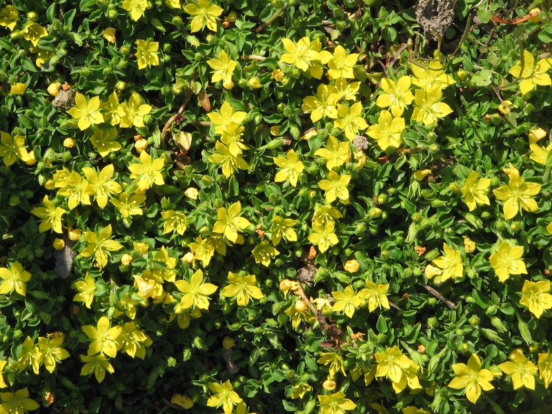 Japanese Yellow Loosestrife