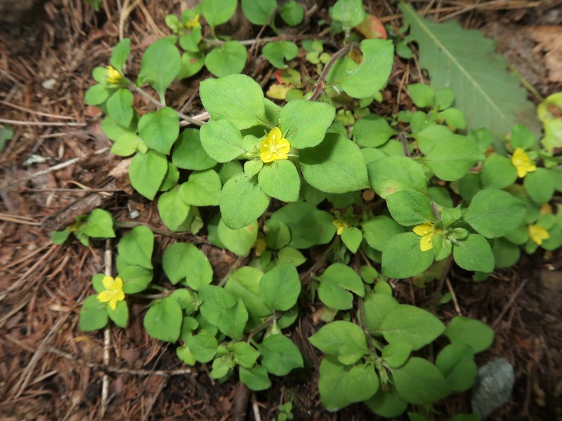 Japanese Yellow Loosestrife photo 3