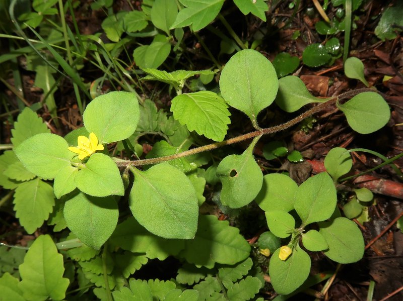 Japanese Yellow Loosestrife photo 4