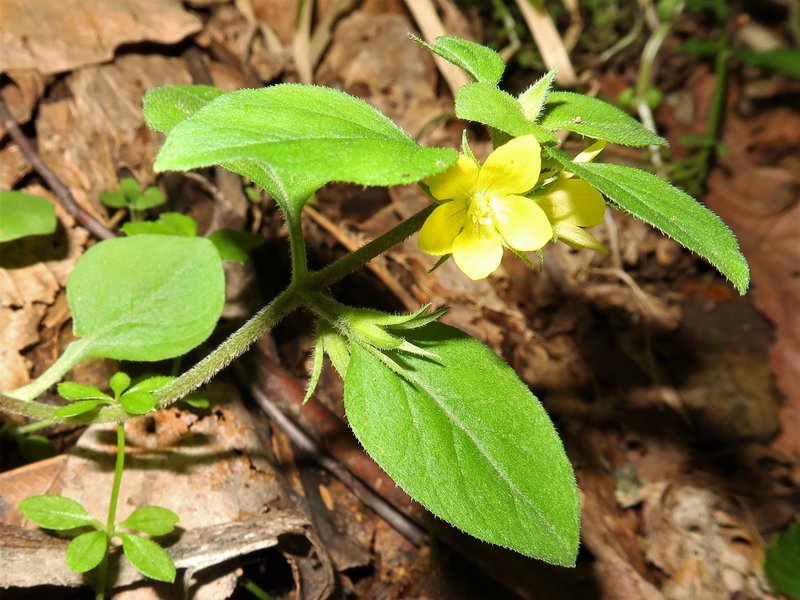 Japanese Yellow Loosestrife photo 5