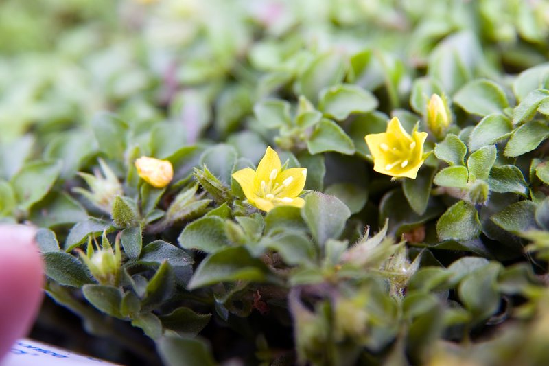 Japanese Yellow Loosestrife photo 8