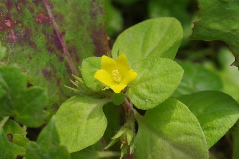 Lysimachia japonica subsp. japonica photo 4