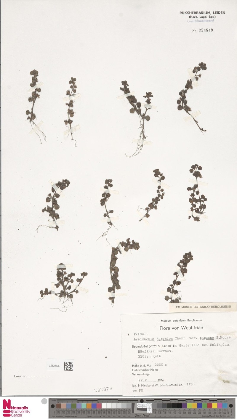 Lysimachia japonica subsp. papuana photo 3