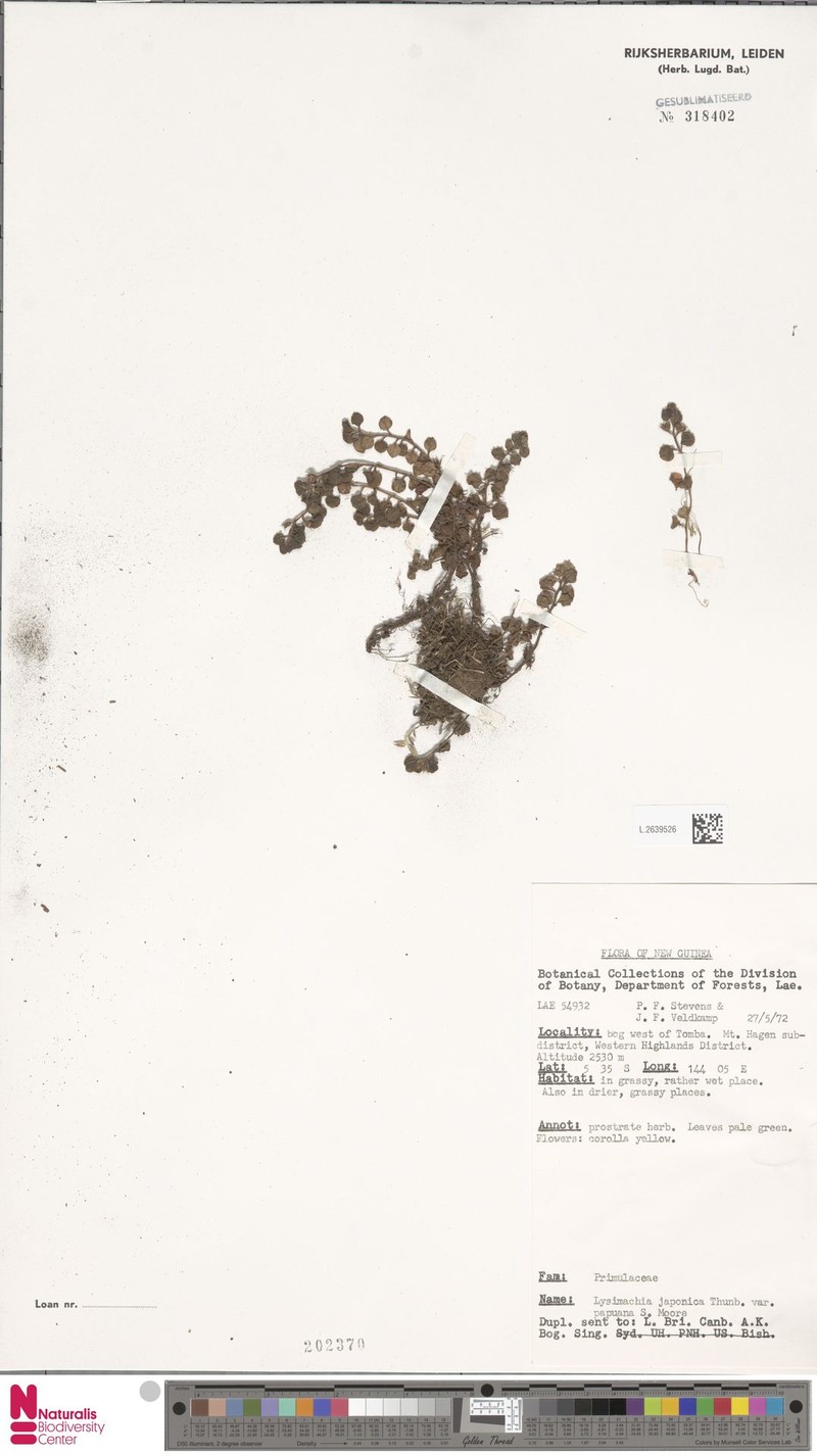 Lysimachia japonica subsp. papuana photo 4