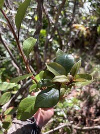 Kauai Yellow Loosestrife