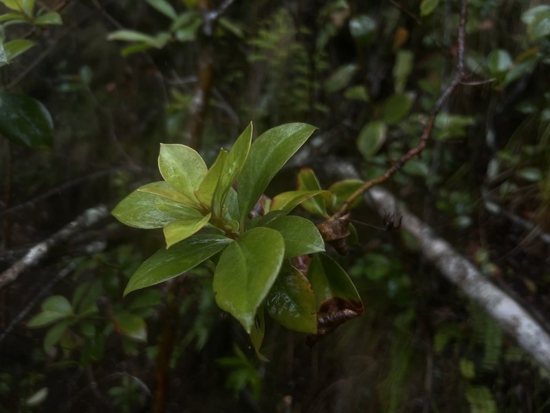 Kauai Yellow Loosestrife photo 8