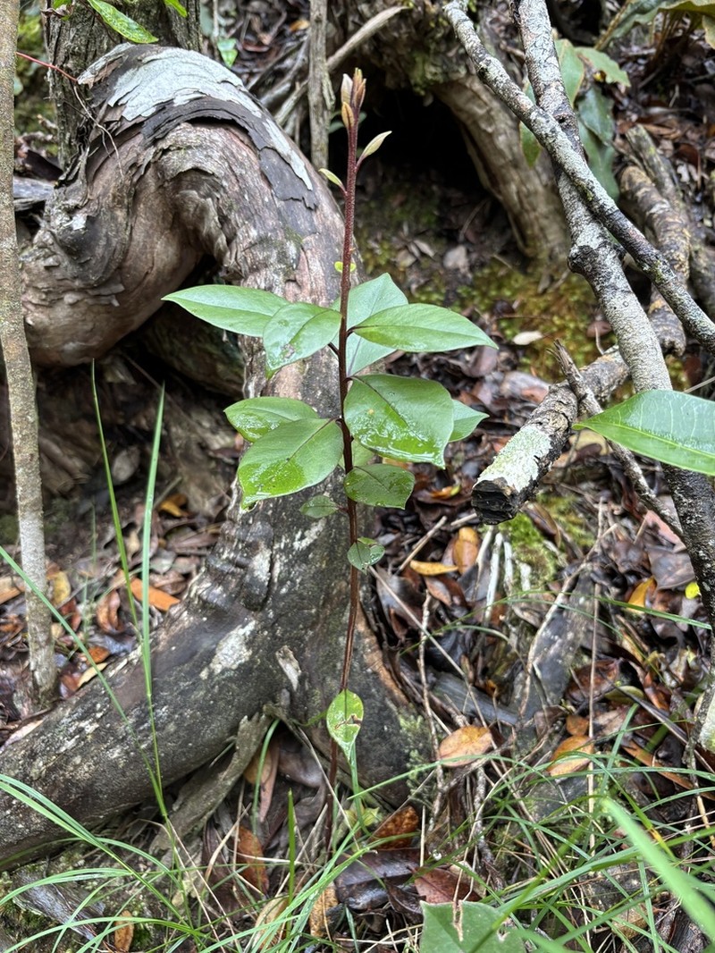Red-Vein Yellow Loosestrife photo 2