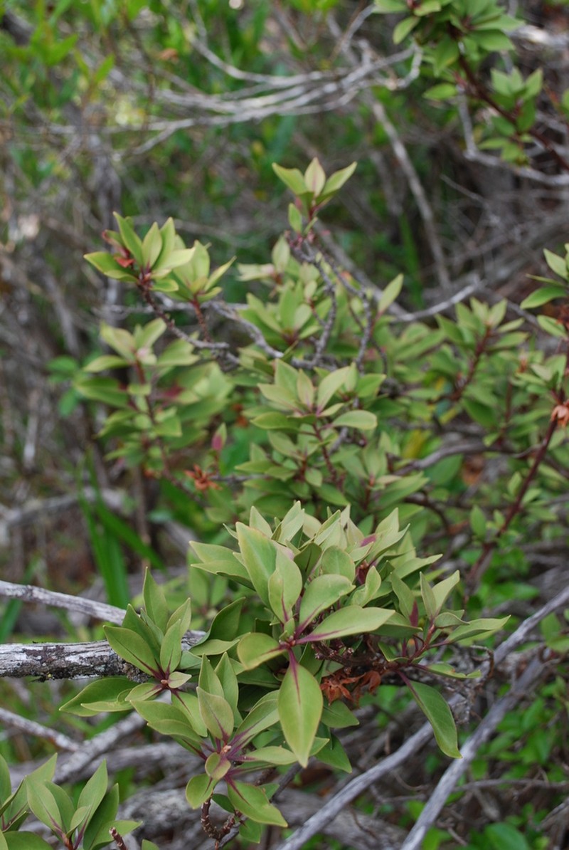 Red-Vein Yellow Loosestrife photo 6