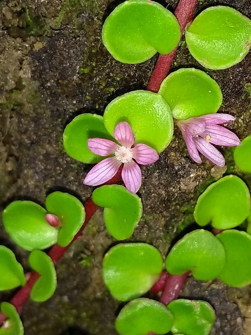 Lysimachia kingaensis