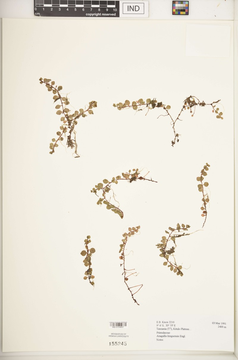 Lysimachia kingaensis photo 2