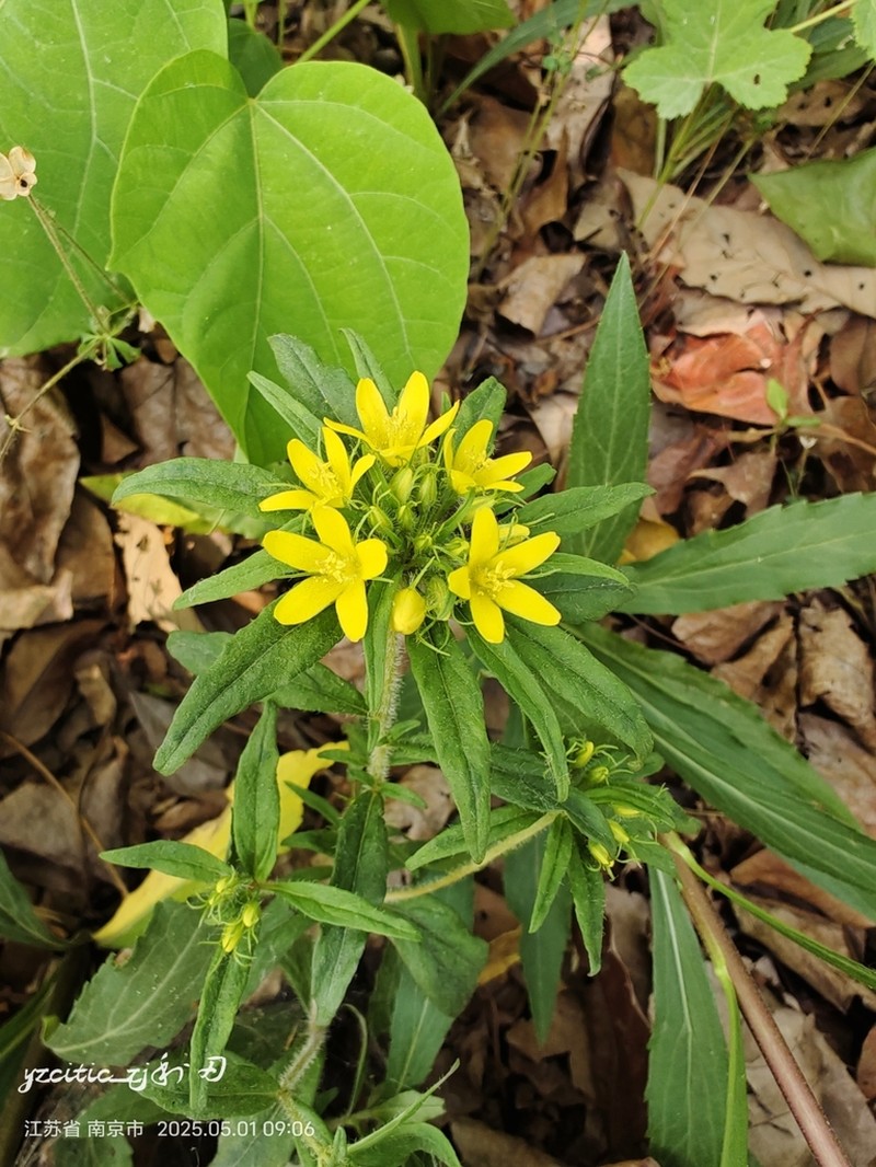 Lysimachia klattiana