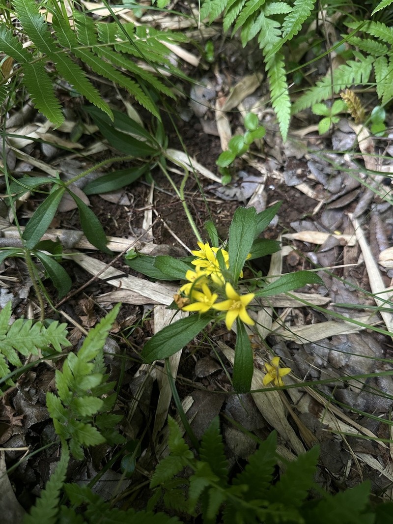 Lysimachia klattiana photo 2