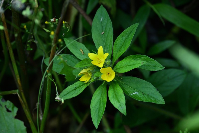 Lysimachia klattiana photo 3