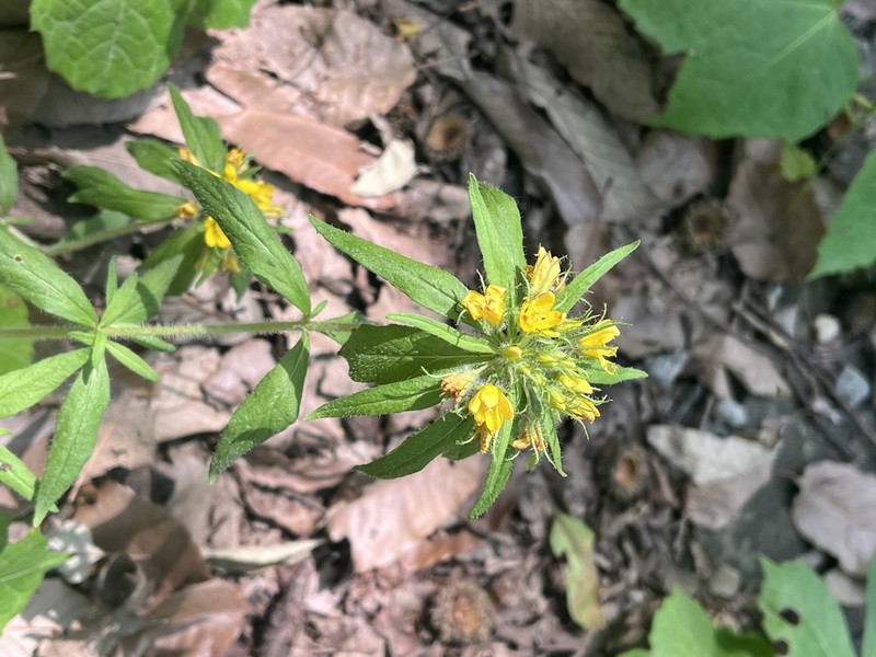Lysimachia klattiana photo 4