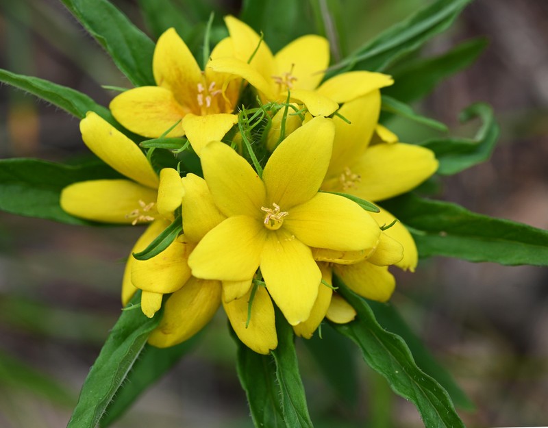 Lysimachia klattiana photo 5