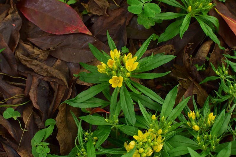 Lysimachia klattiana photo 6