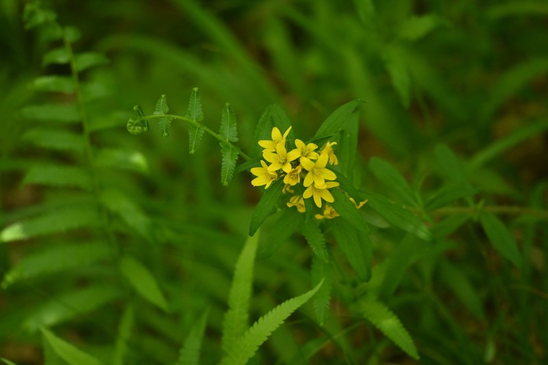 Lysimachia klattiana photo 7