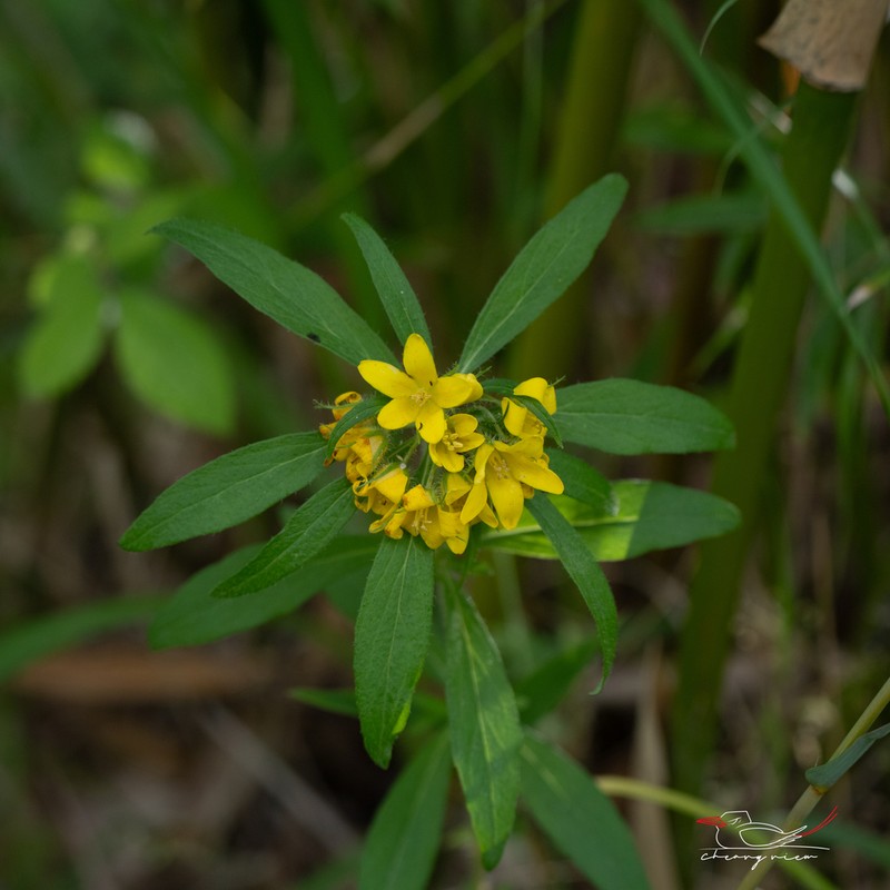 Lysimachia klattiana photo 8
