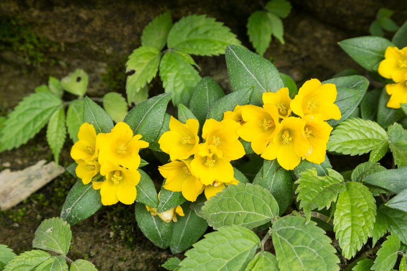 Lysimachia kwangtungensis