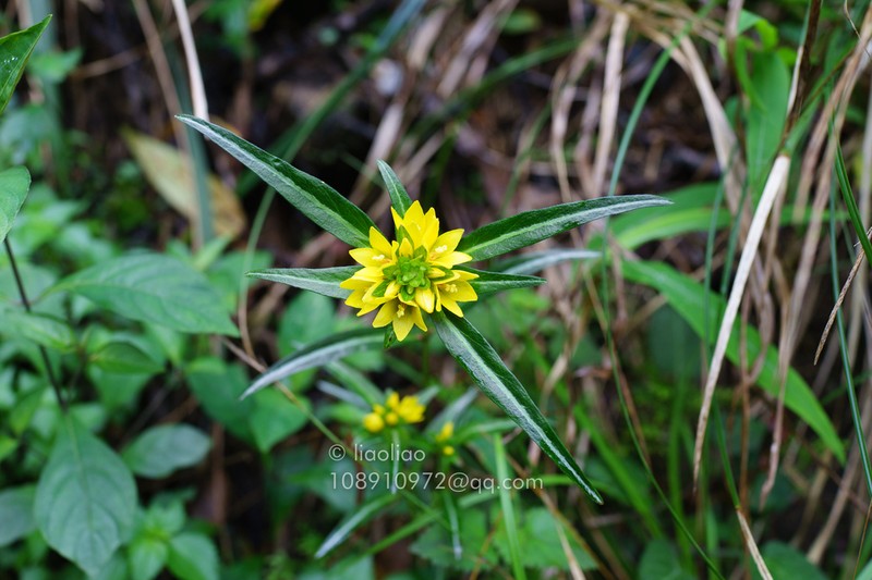 Lysimachia kwangtungensis photo 2
