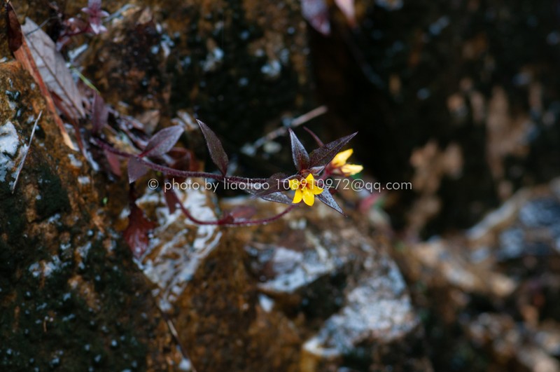 Lysimachia kwangtungensis photo 3