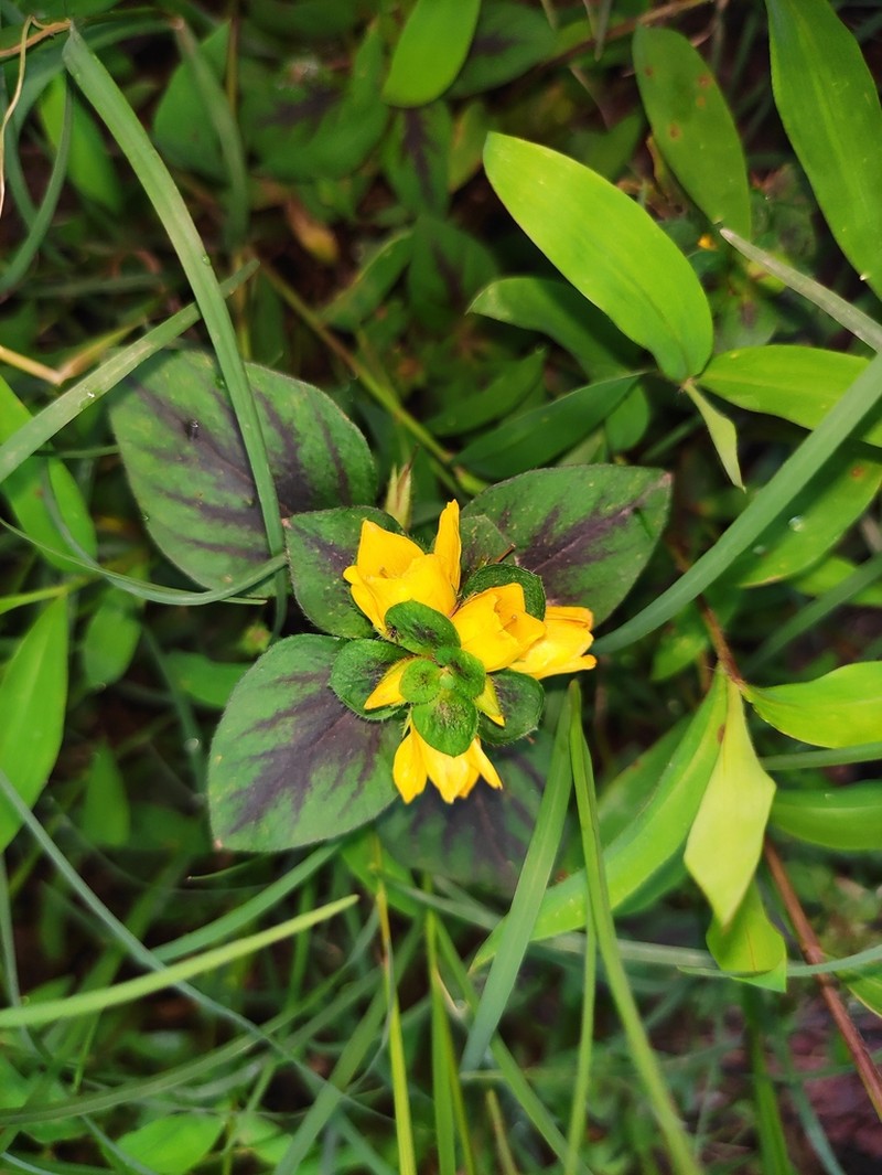Lysimachia kwangtungensis photo 4