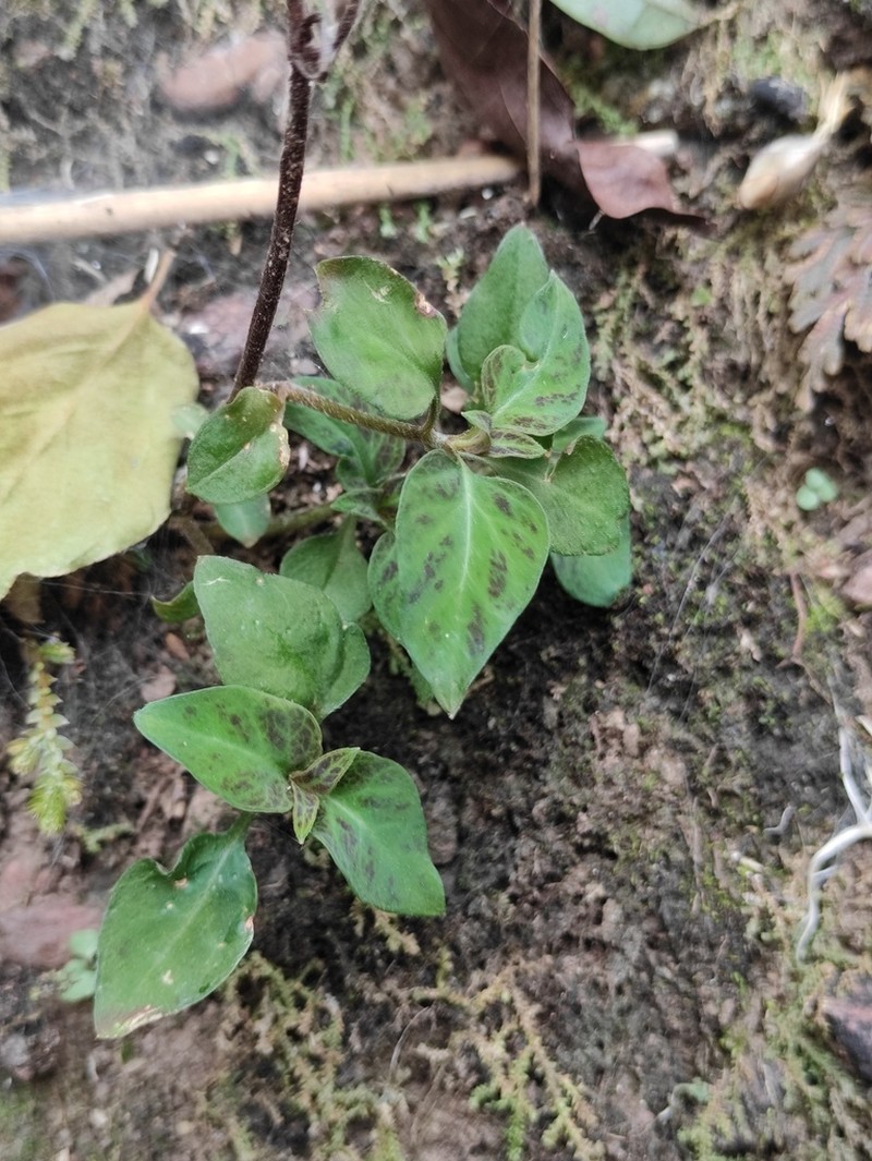 Lysimachia kwangtungensis photo 5