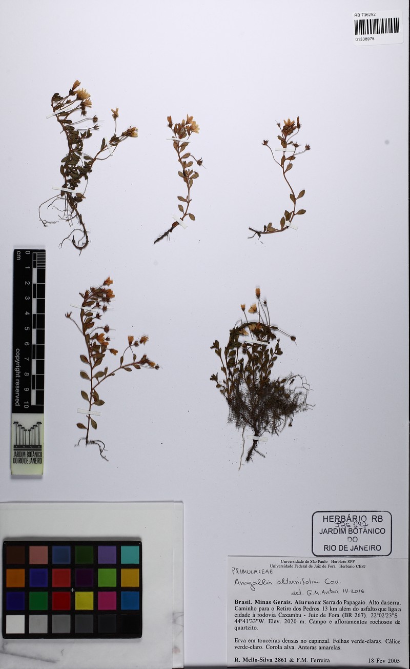 Lysimachia lanceola