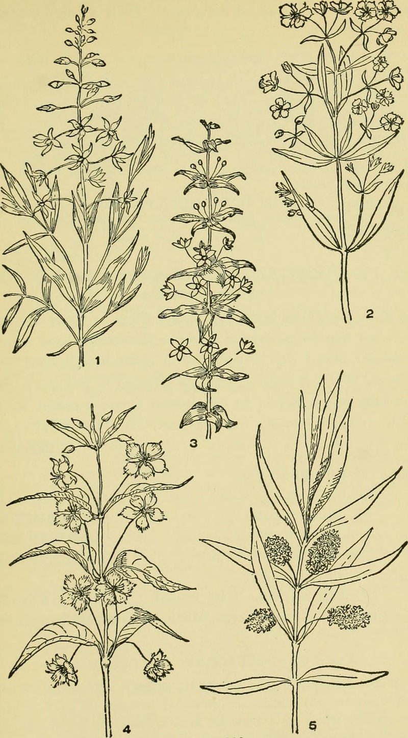 Lanceleaf Loosestrife photo 2