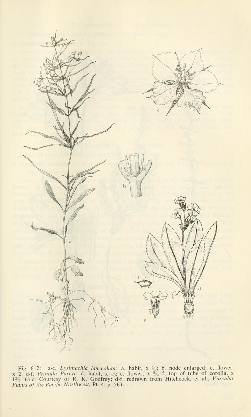 Lanceleaf Loosestrife photo 3