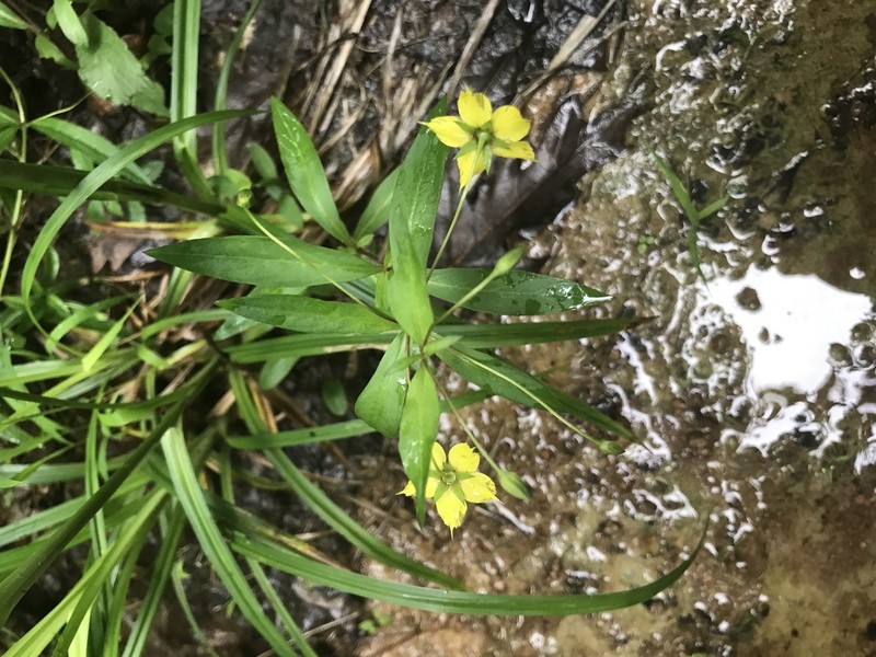 Lanceleaf Loosestrife
