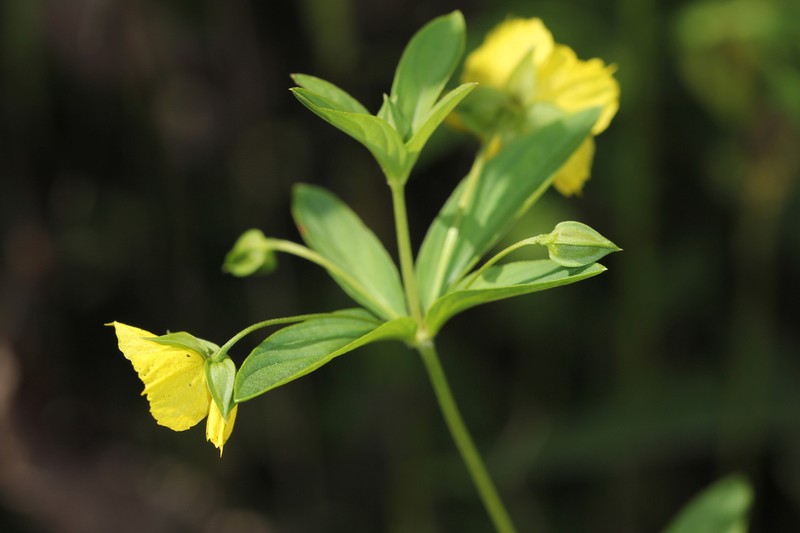 Lanceleaf Loosestrife photo 2