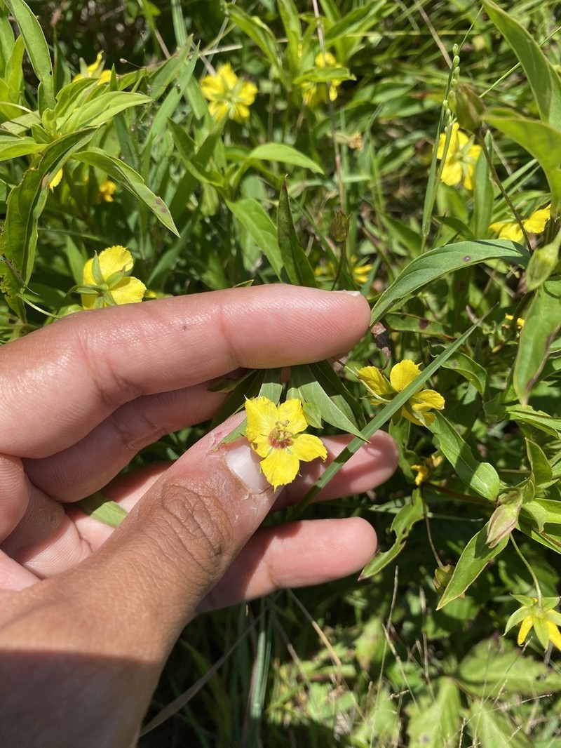 Lanceleaf Loosestrife photo 3