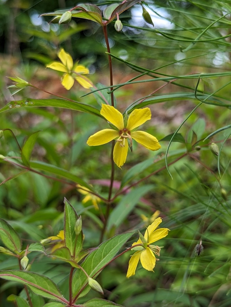 Lanceleaf Loosestrife photo 4