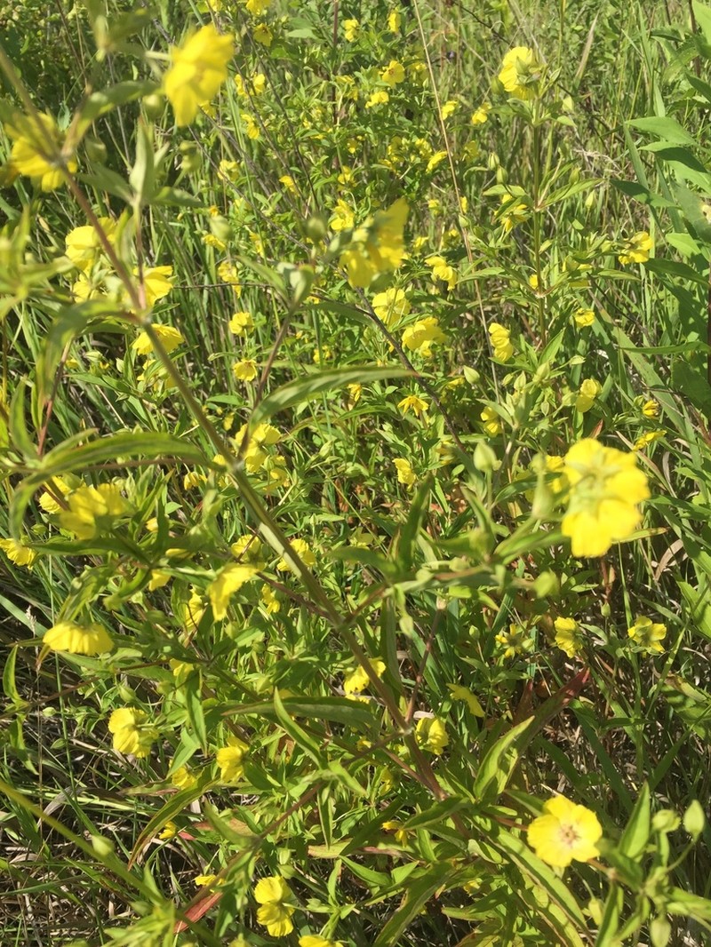 Lanceleaf Loosestrife photo 5